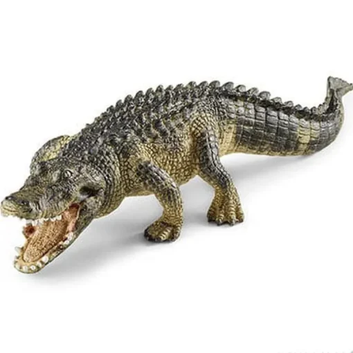 Alligator