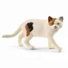 American Shorthair Cat
