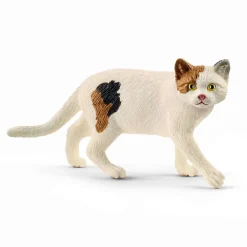 American Shorthair Cat
