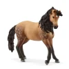 Andalusian Mare