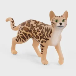 Bengal Cat