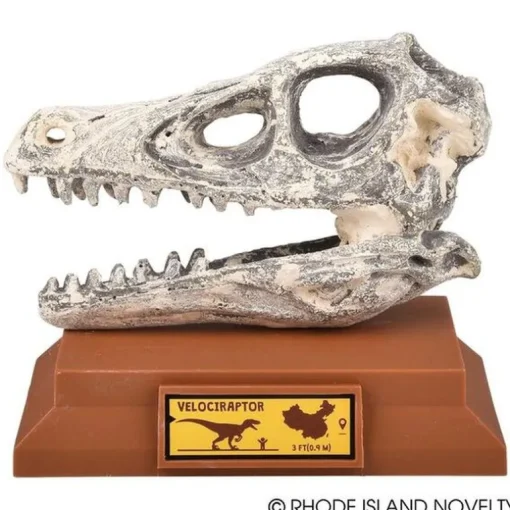 6.5" Dinosaur Skull Excavation Dig Kit Velociraptor