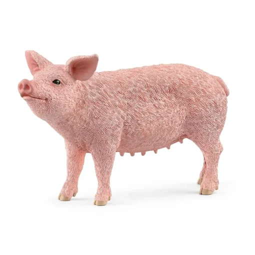 Domestic Pig