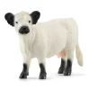 Galloway Cattle