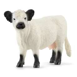 Galloway Cattle