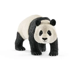 Giant Panda, Male