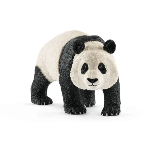 Giant Panda, Male