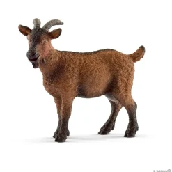 Goat
