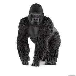 Gorilla, Male