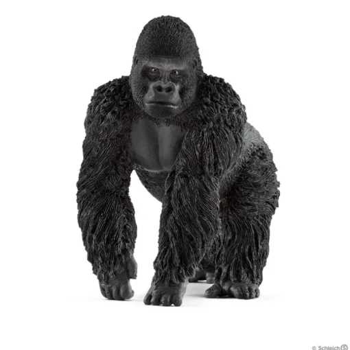Gorilla, Male
