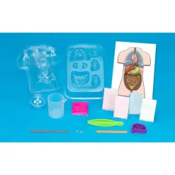 Gross Anatomy: Make-Your-Own Squishy Human Body
