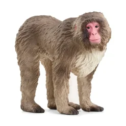 Japanese Macaque