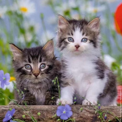 Kittens - 3x49 Piece Puzzle