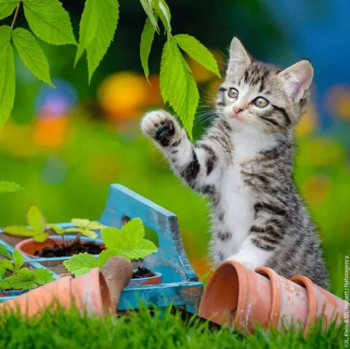 Kittens - 3x49 Piece Puzzle
