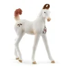 Marwari Foal