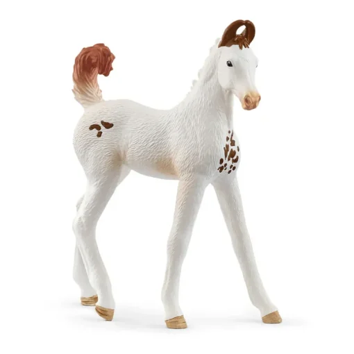 Marwari Foal