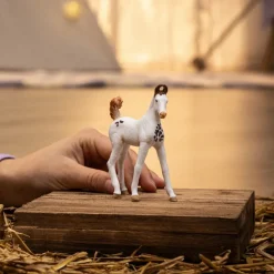 Marwari Foal