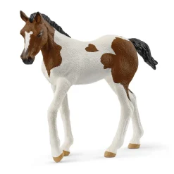 Paint Horse Foal