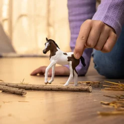 Paint Horse Foal