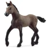 Paso Peruano Foal