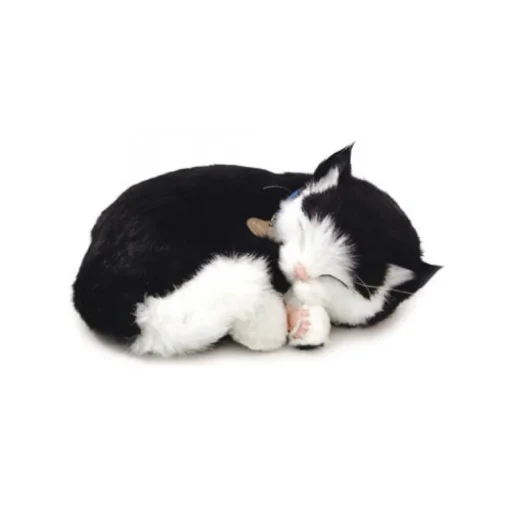 Perfect Petzzz Black & White Shorthair Kitten