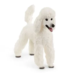 Poodle