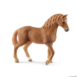 Quarter Horse Mare