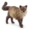 Ragdoll Cat
