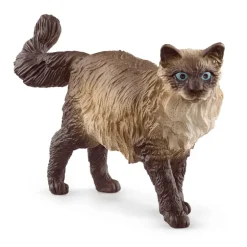 Ragdoll Cat