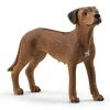 Rhodesian Ridgeback