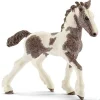 Tinker Foal