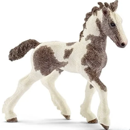Tinker Foal